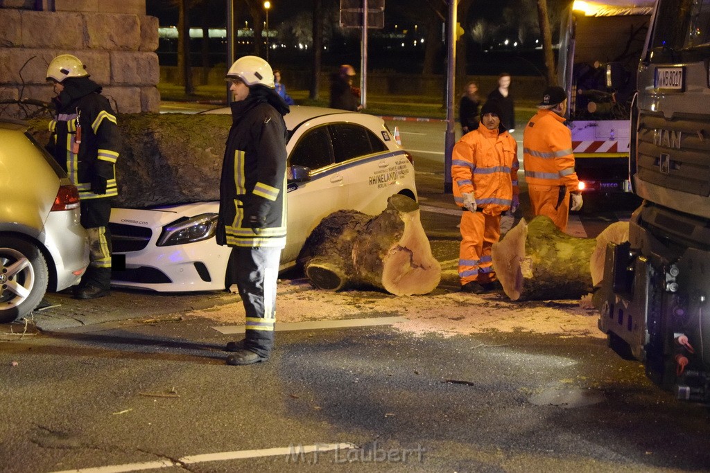 Baum auf PKWs Koeln Mitte Rheinuferstr Goldgasse P095.JPG - Miklos Laubert